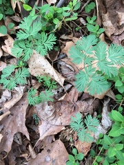 Dicentra cucullaria