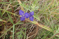 Tradescantia subacaulis