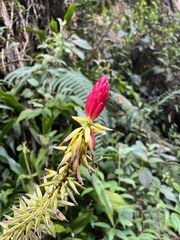 Pitcairnia kniphofioides