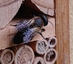 Megachile sculpturalis