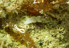 Favorinus blianus