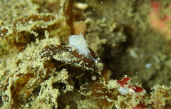 Favorinus blianus