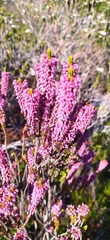 Erica curtophylla