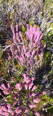 Erica curtophylla