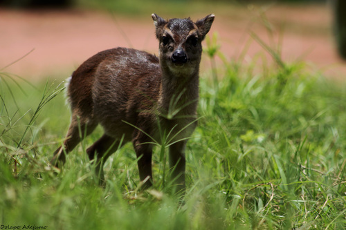 Walter's Duiker