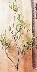 Diosma apetala