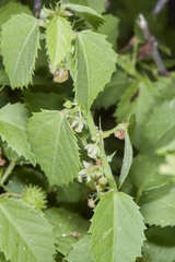 Ayenia dentata