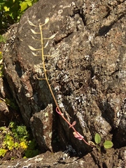 Noccaea cochleariformis