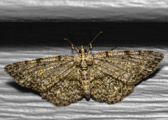 Protoboarmia porcelaria