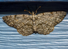 Protoboarmia porcelaria