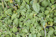 Ayenia dentata