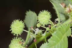 Ayenia dentata