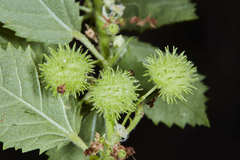 Ayenia dentata