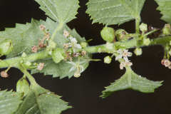 Ayenia dentata