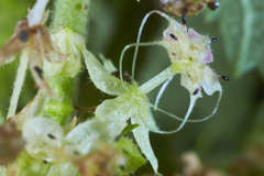 Ayenia dentata
