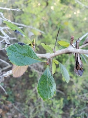 Crataegus tracyi