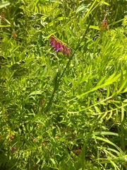 Vicia megalotropis