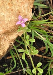 Cleome felina