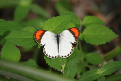 Colotis euippe euippe