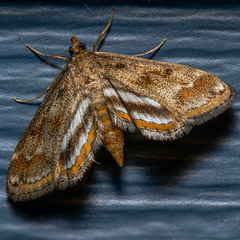 Parapoynx obscuralis