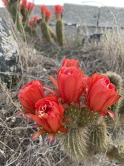 Trichocereus huascha