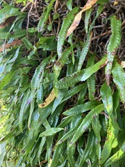 Microgramma lycopodioides