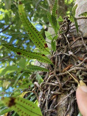 Microgramma lycopodioides