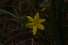 Hypoxis acuminata