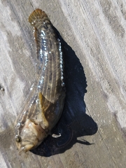 Chasmodes bosquianus