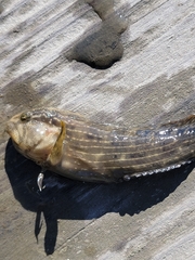 Chasmodes bosquianus