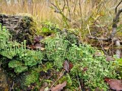 Cladonia asahinae