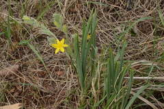 Hypoxis acuminata