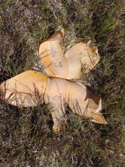 Brunsvigia orientalis