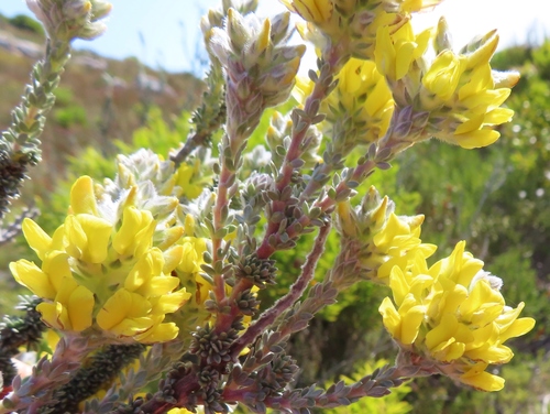 Image of Aspalathus quinquefolia by (c) linkie, some rights reserved (CC BY)