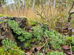 Cladonia asahinae