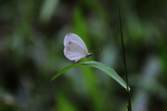 Leptosia