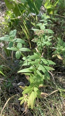 Galium rubioides