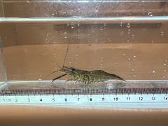 Macrobrachium nipponense