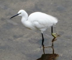Egretta garzetta