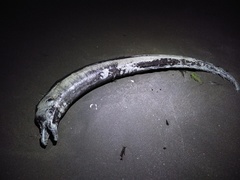 Gymnothorax castaneus