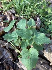 Lamium album