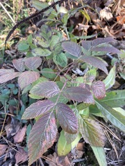 Rubus idaeus