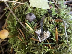 Entoloma largentii