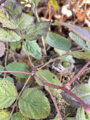 Rubus idaeus