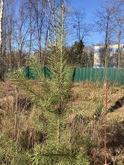Pinus sylvestris