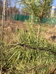 Pinus sylvestris