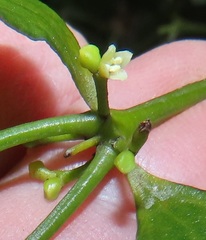 Viscum triflorum