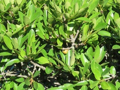 Ficus natalensis