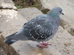 Columba livia