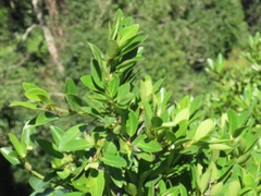 Ficus natalensis